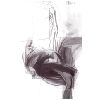 Click to see a bigger image - Feu clic per veure una imatge m�s gran - Haga clic para ver una imagen m�s grande